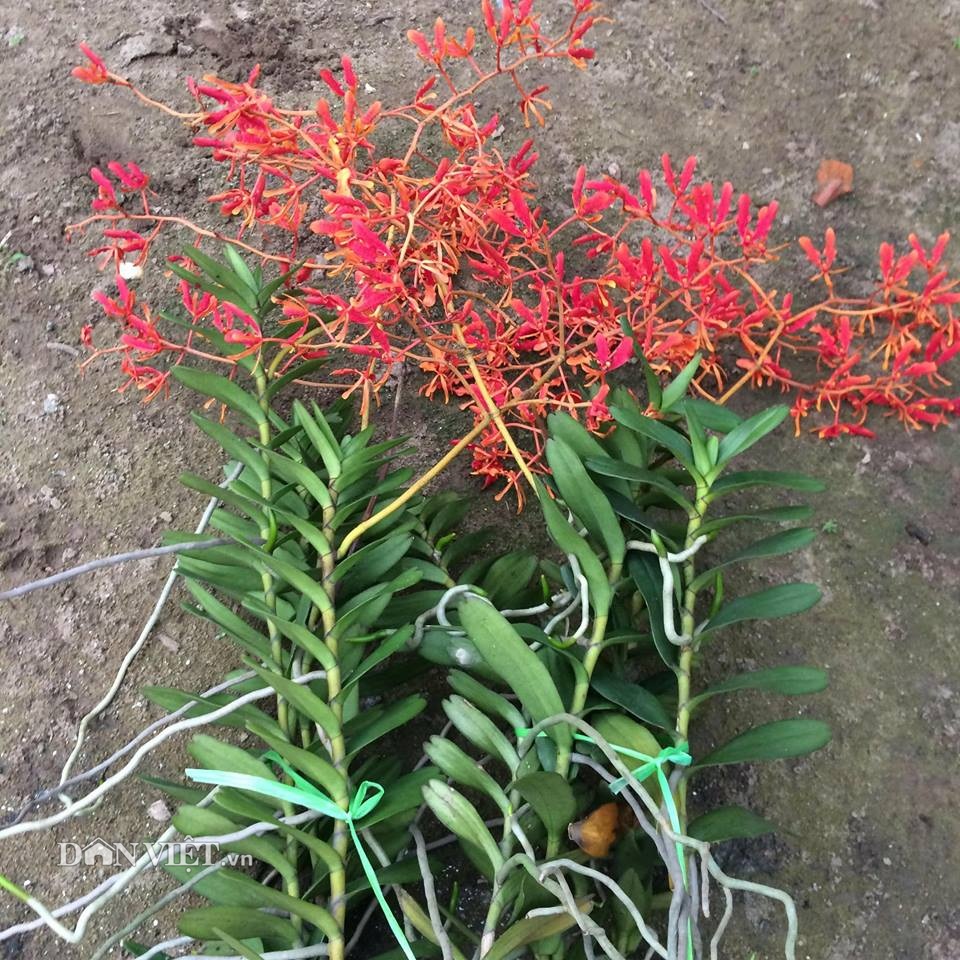 Lan Phượng vĩ đỏ (huyết nhung trơn) uy tín là chất lượng