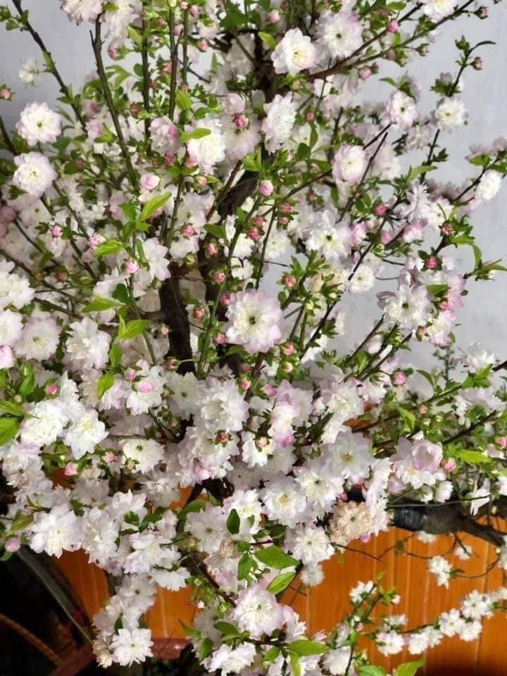 Cây nhất chi mai anh đào gốc bonsai hoa nở đúng dịp tết