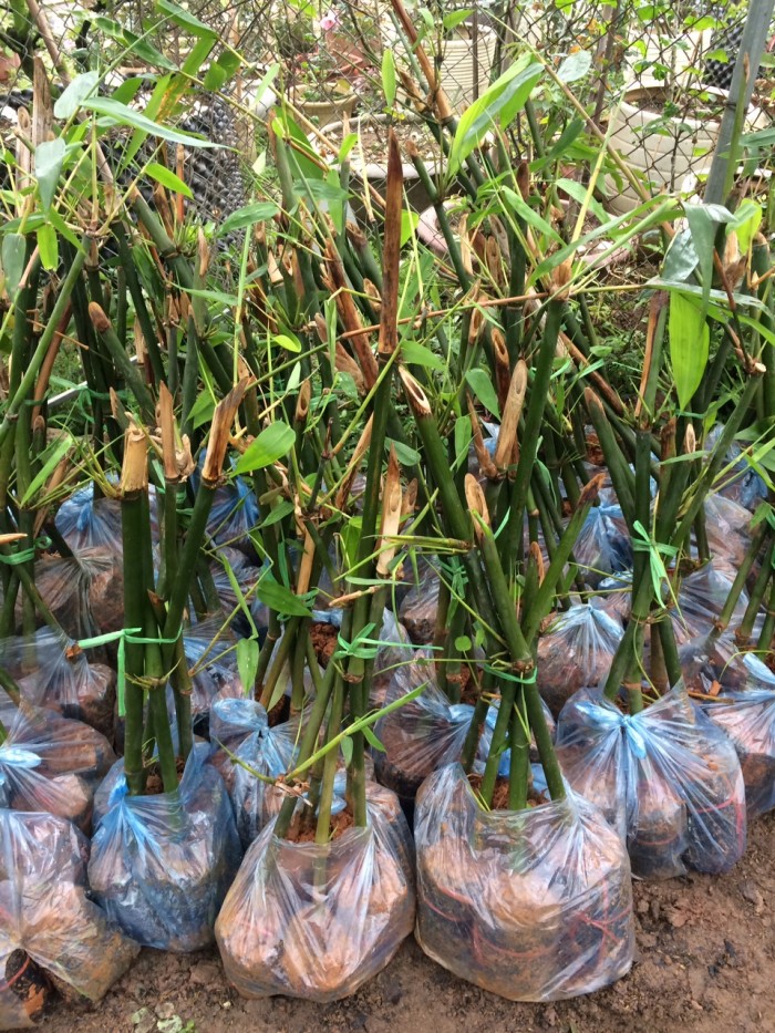 CÂY GIỐNG MĂNG TRE BÁT ĐỘ