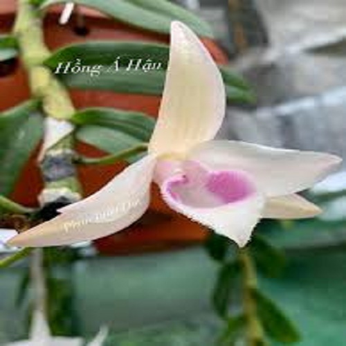 [Học Viên Nông Nghiệp I ] Lan phi điệp đột biến HỒNG Á HẬU - Hoa siêu đẹp, thuần khiết giá rẻ - Hàng gieo hạt, cây y như hình