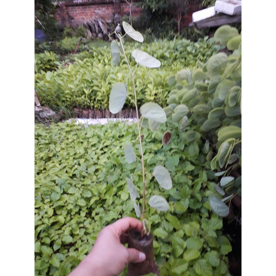 CÂY GIỐNG HOA BAN TRẮNG SIÊU ĐẸP