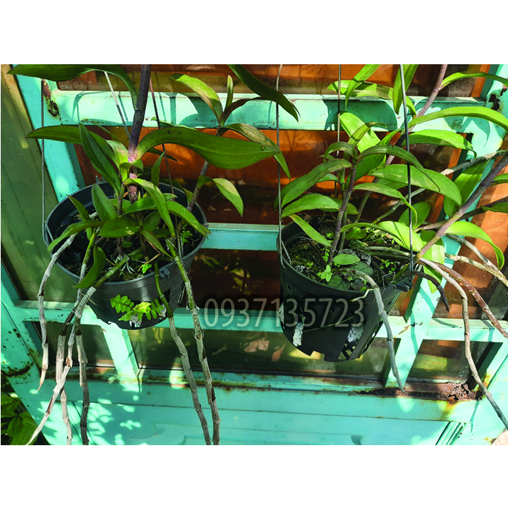 cây lan giả hạc pháp cây lớn