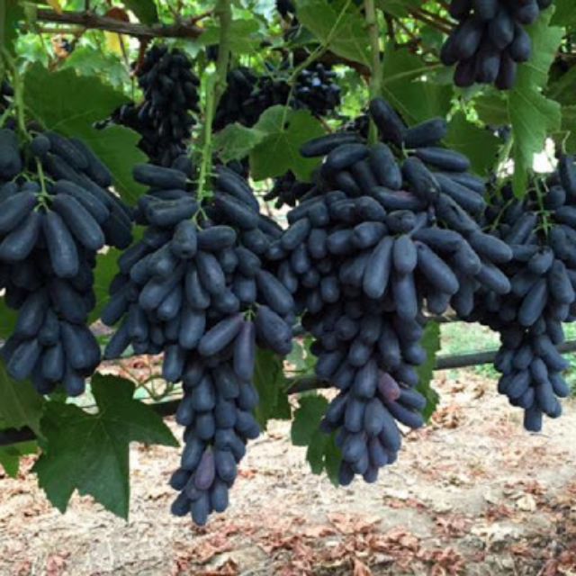 CÂY GIỐNG NHO MỸ KHÔNG HẠT