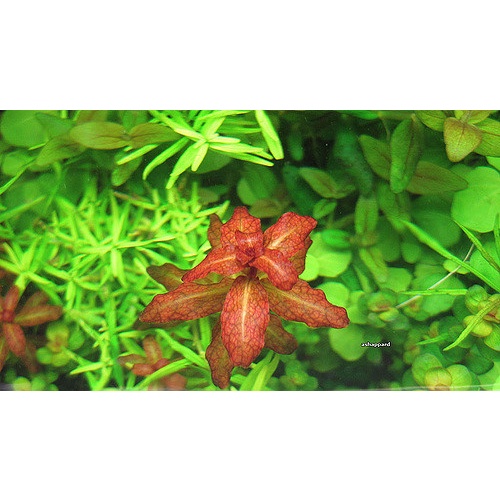 Diệp Tài Hồng Lá Cam 15 Ngọn
