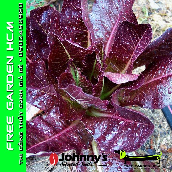 Combo 500 hạt giống xà lách bọc men thurinus – johnny’s seed – mỹ