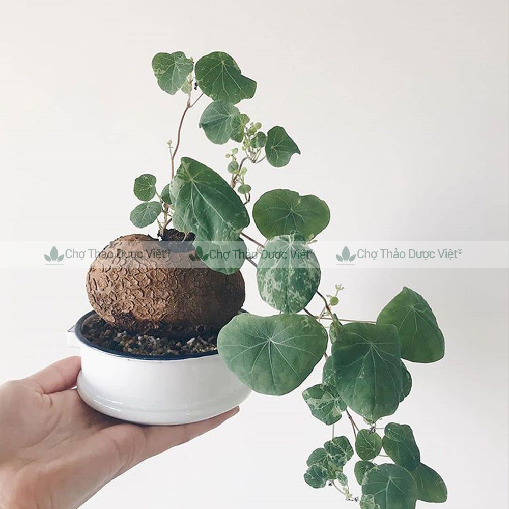 Củ bình vôi khô 500g, thái lát, sạch, thơm, giúp an thần, ngủ ngon, tốt cho hệ tiêu hóa, dạ dày