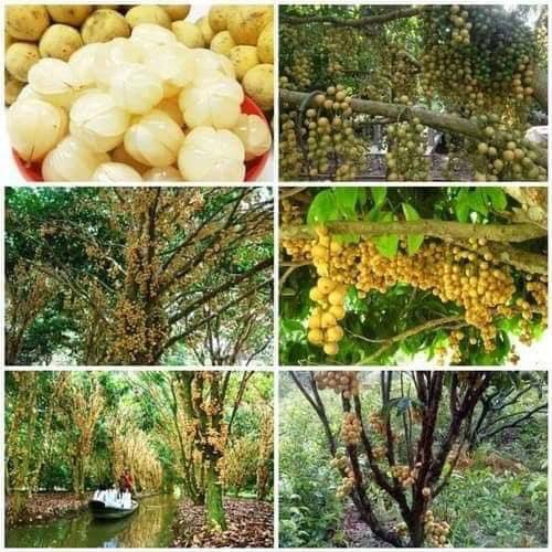 combo 2 cây bonbon hàng đẹp chỉ 160k