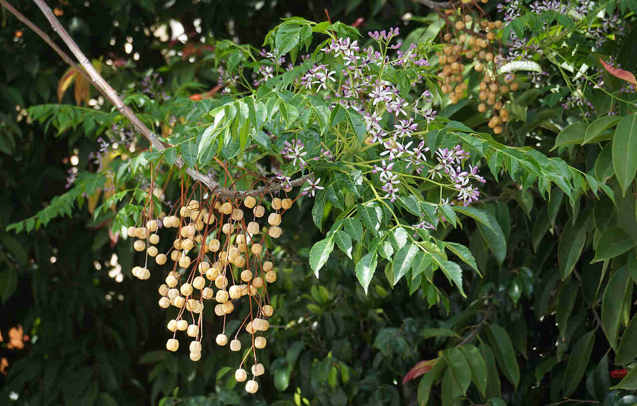 1 kg hạt giống cây xoan.