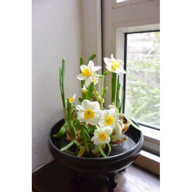 Củ giống hoa thủy tiên( củ nhỏ)