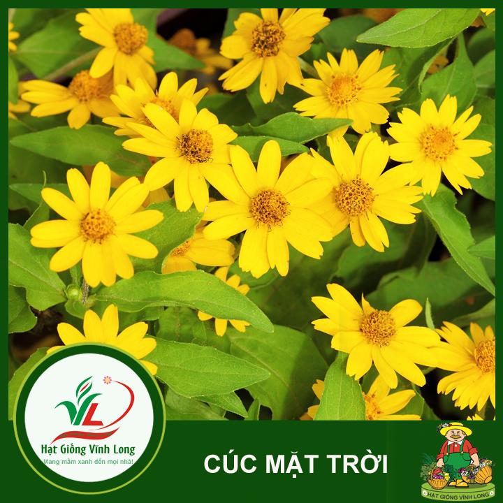 Hạt giống hoa Cúc mặt trời RD 923 - 0,1g
