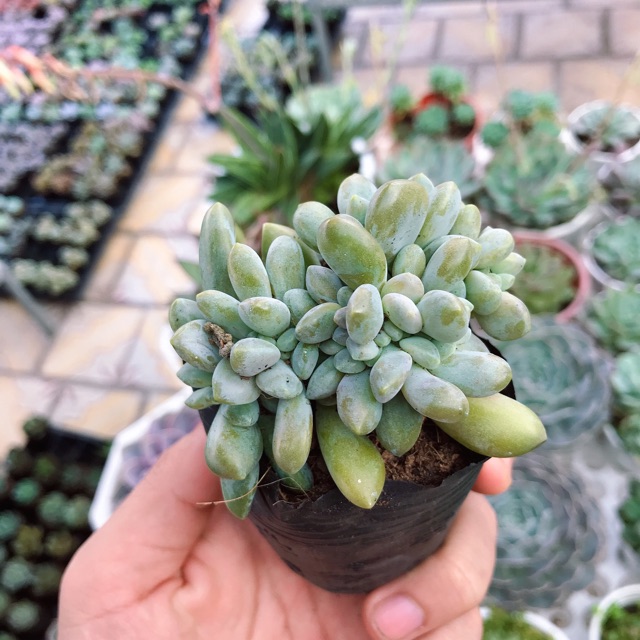 Sen Đá Giọt Lệ - Hút Tia Điện Tử Có Hại, Thích Hợp Trong Văn Phòng