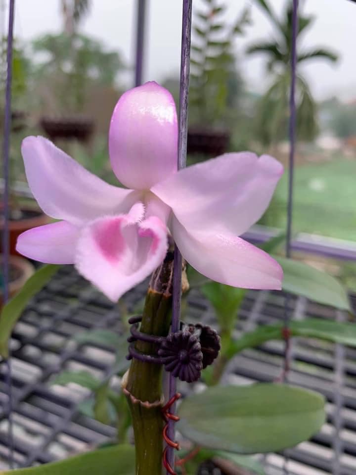 PHI ĐIỆP HỒNG NHẬT HẠ CHẬU NĂM HAI