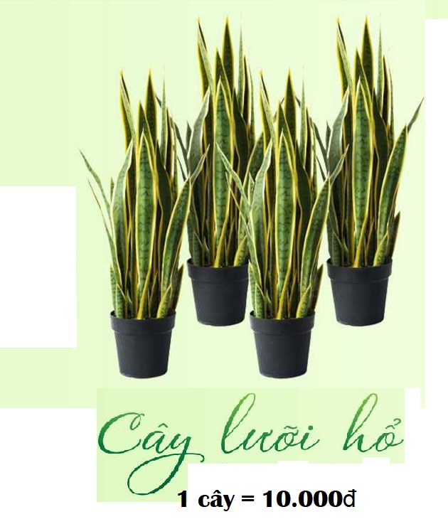 CÂY GIỐNG CÂY LƯỠI HỔ