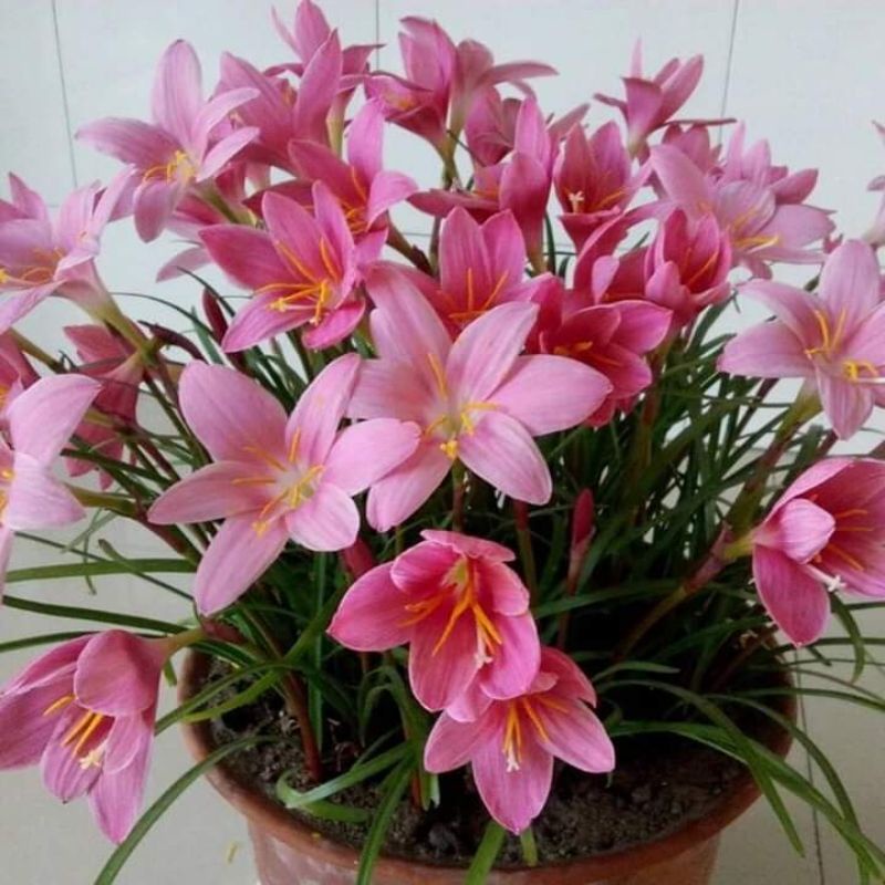 Set 15 củ hoa huệ mưa hồng khủng