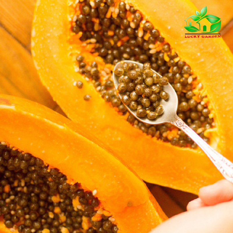 Hạt giống đu đủ vàng lùn gói 5H
