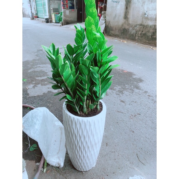 Chậu cây kim phát tài