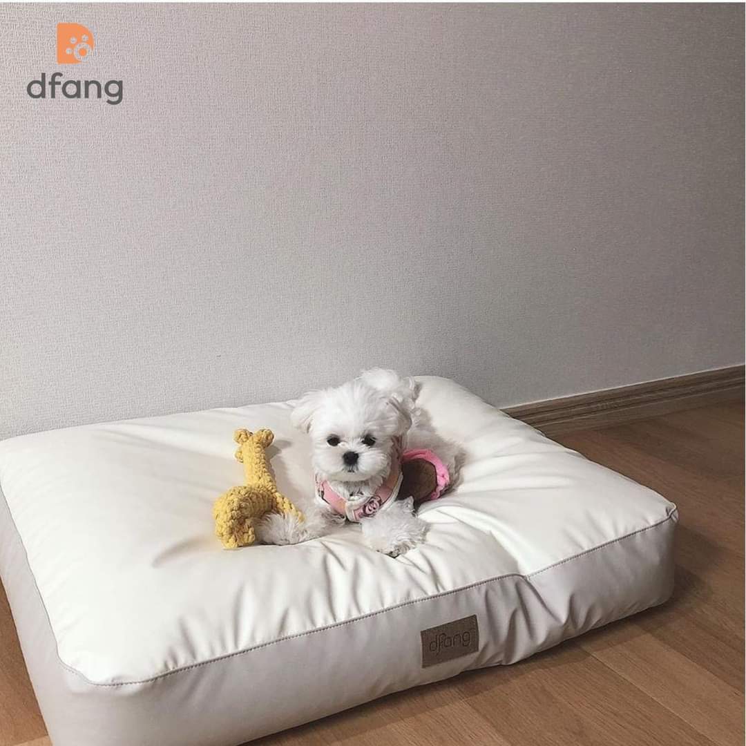 Niệm cho thú cưng - niệm ngủ chó / mèo - dfang