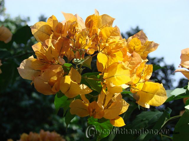 Cây hoa giấy ( màu vàng ) siêu hoa