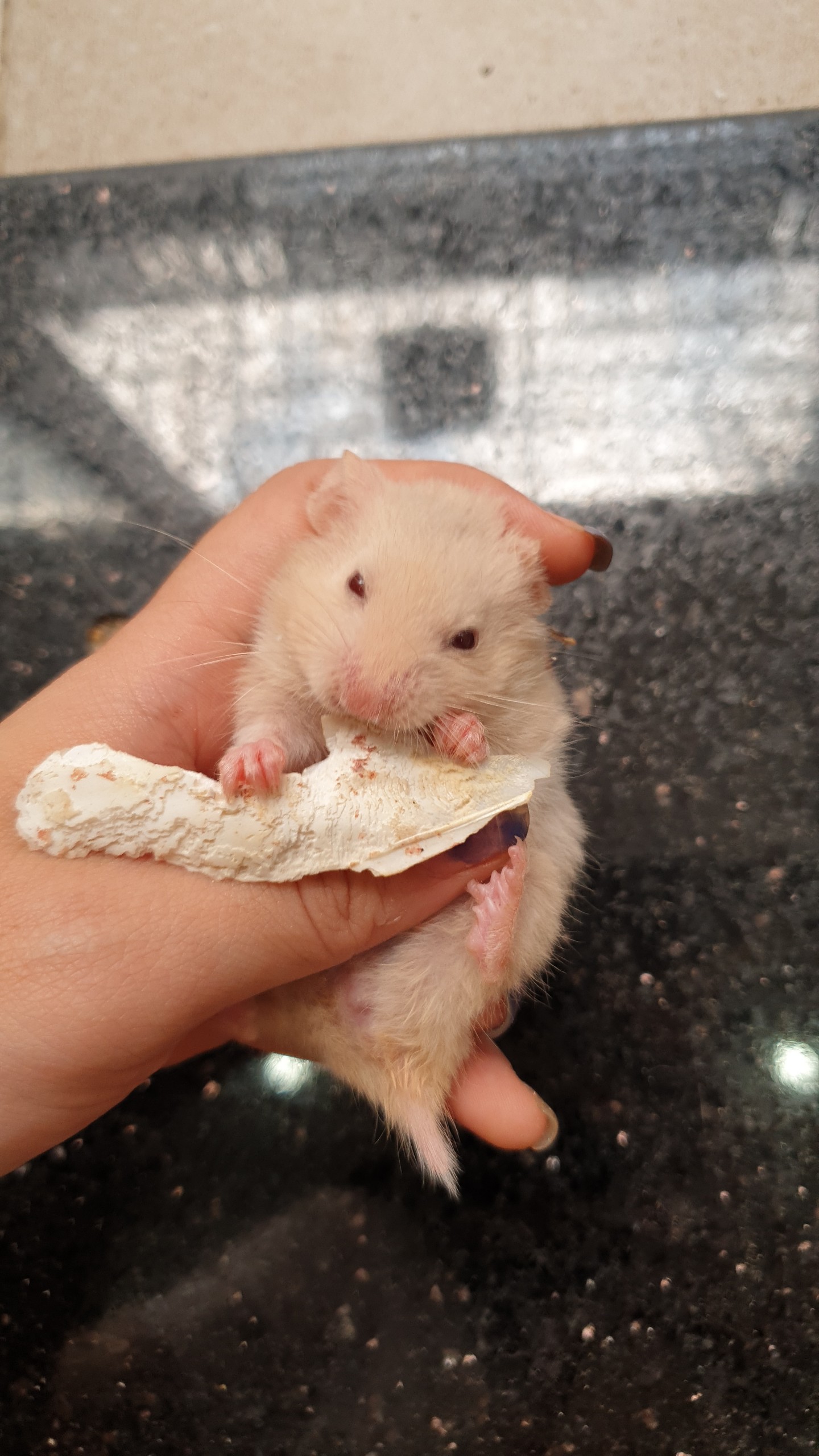 Nang mực mài răng cho Hamster và thú cưng