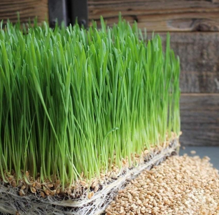 Hạt Giống Cỏ Lúa Mì Đỏ Wheatgrass Cỏ Mèo