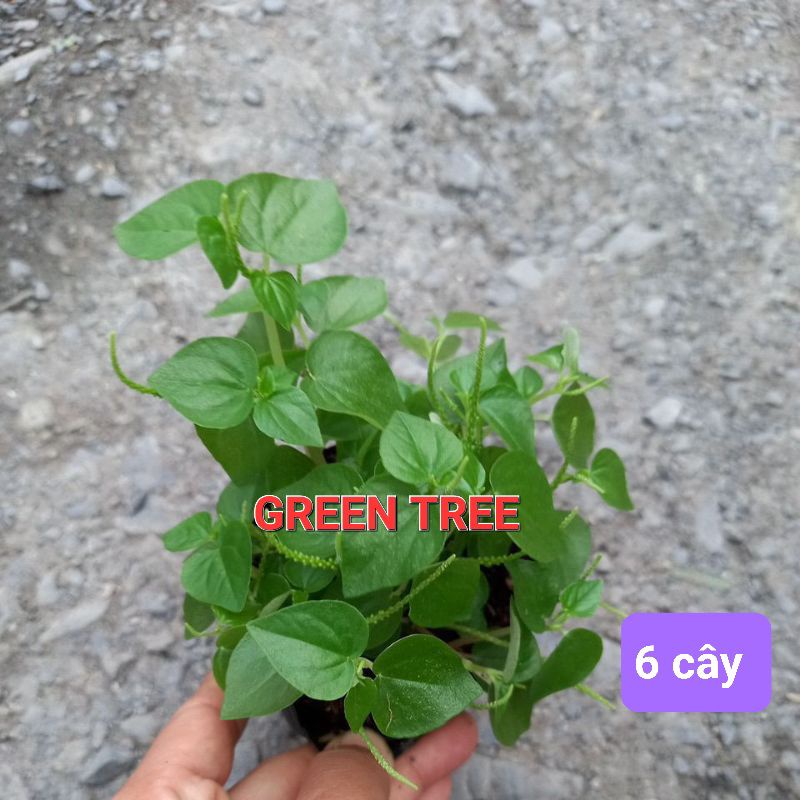Cây giống rau càng cua