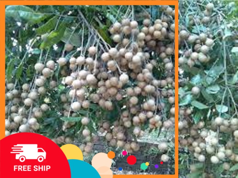 Cây nhãn lồng muộn hưng yên ghép, cây giống chuẩn, siêu quả, ngon ngọt