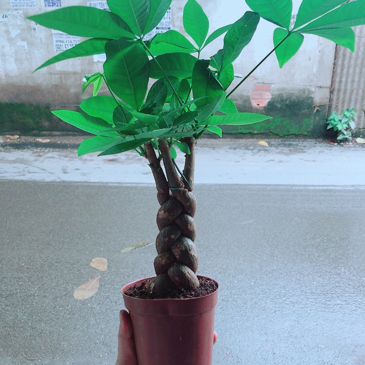 Kim Ngân Thắt Bính 3 Thân