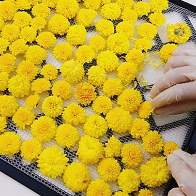 100gr Hoa Cúc Vàng Sấy Khô, Thơm
