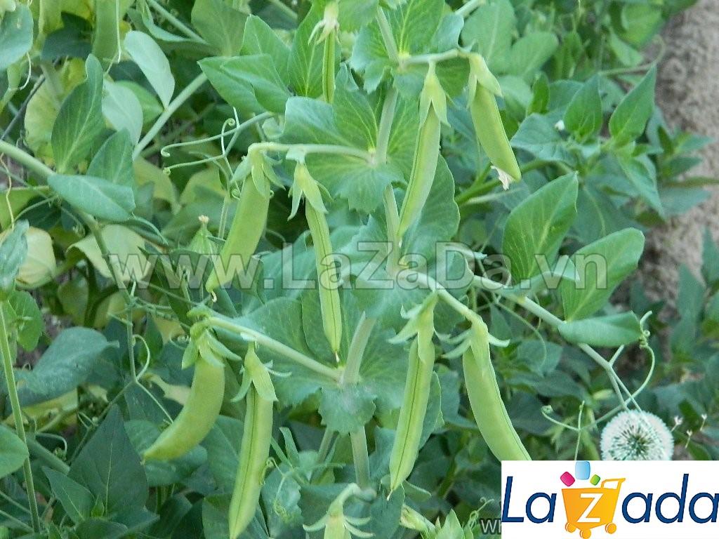 5Gr Hạt Giống Đậu Hà Lan Leo Siêu Ngon Sugar Snap (A2.303| W1*W53*M026)