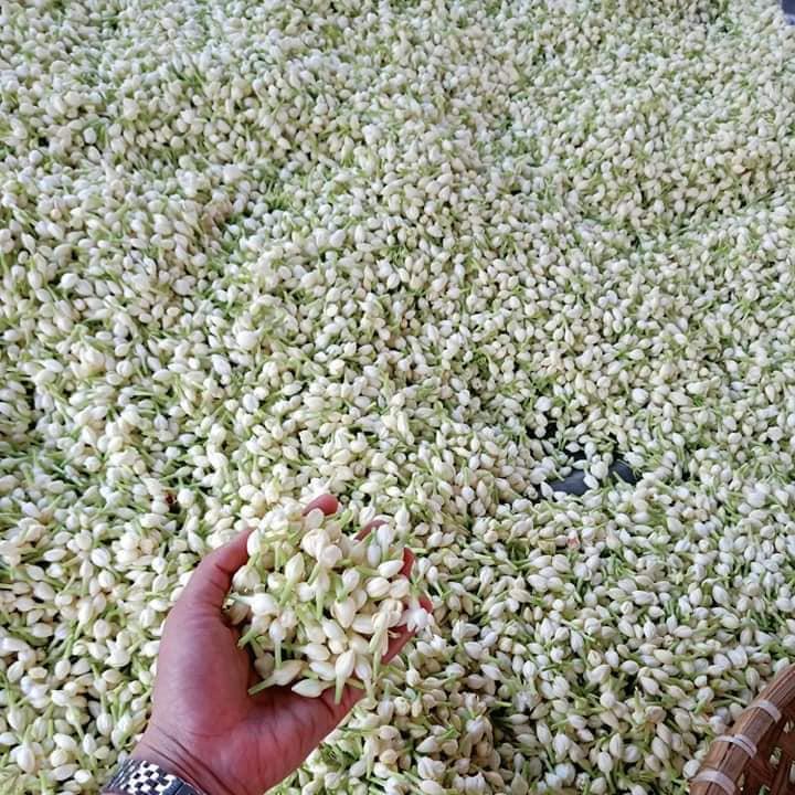 [HCM]100gr Trà hoa nhài - LOẠI NỤ CAO CẤP