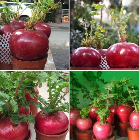 Hạt giống củ cải đỏ khổng lồ ,củ cải thần tài dể trồngtặng kèm phân bón