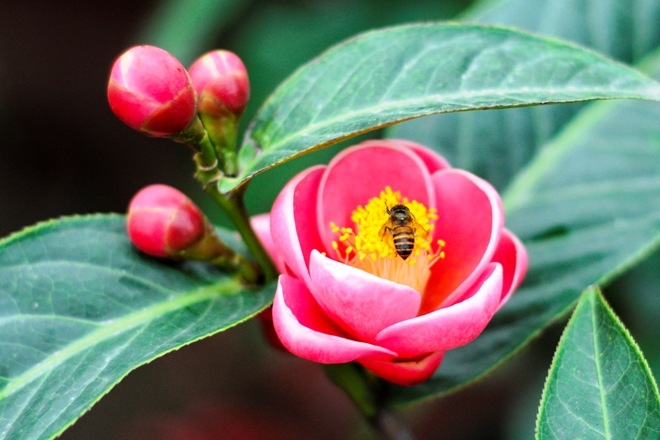 Cây hoa hải đường giống
