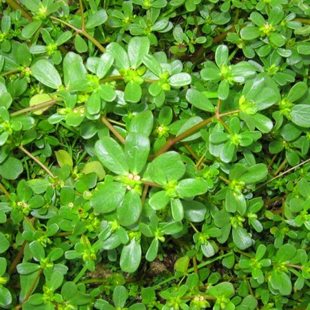 GÓI 1GRAM HẠT GIỐNG RAU SAM - SEN VÀNG