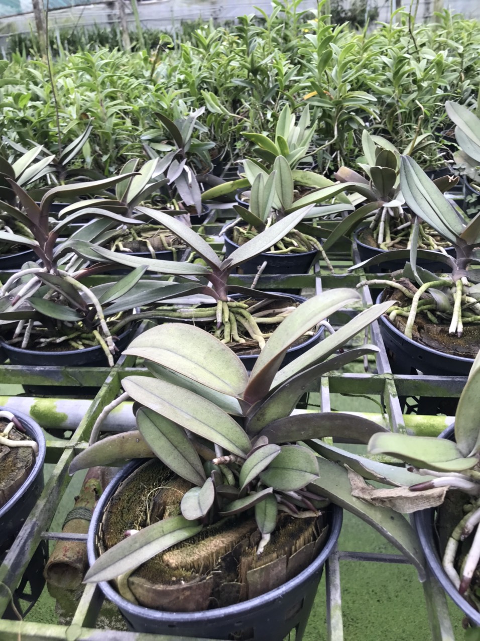 Hồ điệp doritan màu tím