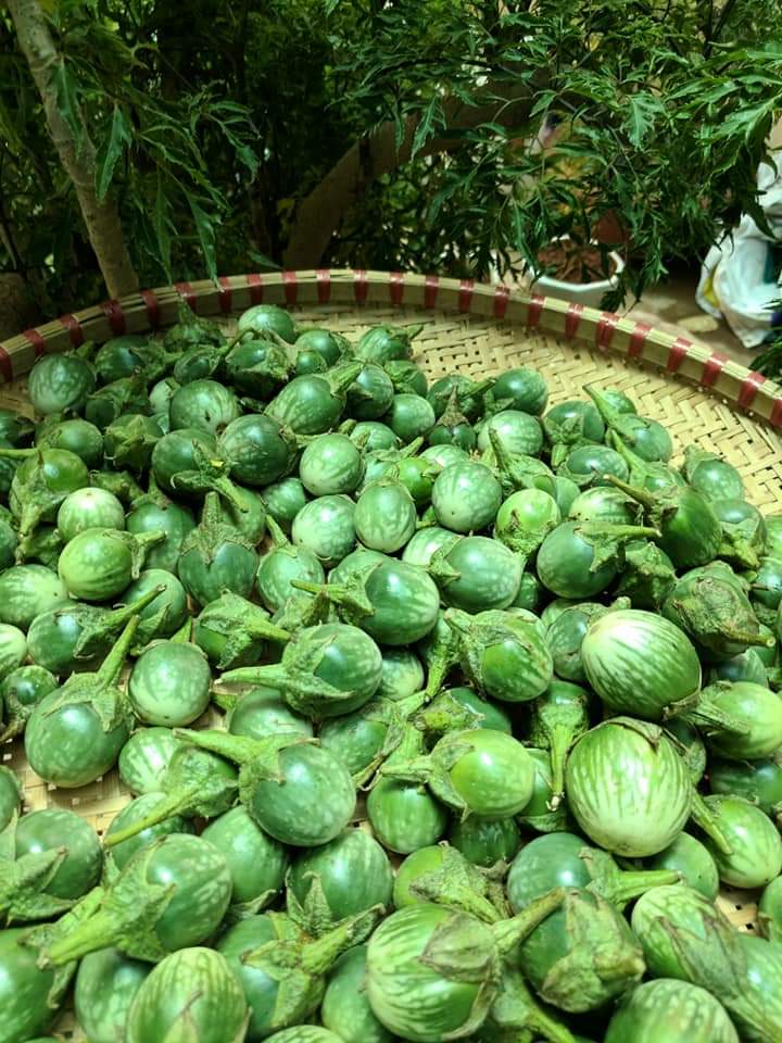 Trái cà đắng tây nguyên