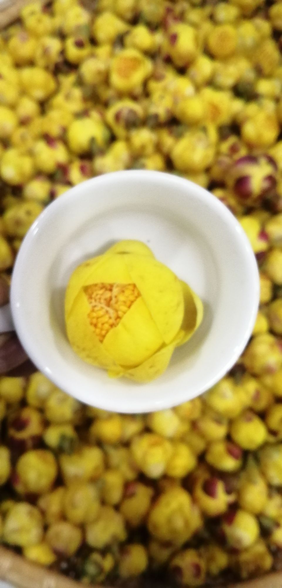 Hoa Trà hoa vàng Ba Chẽ