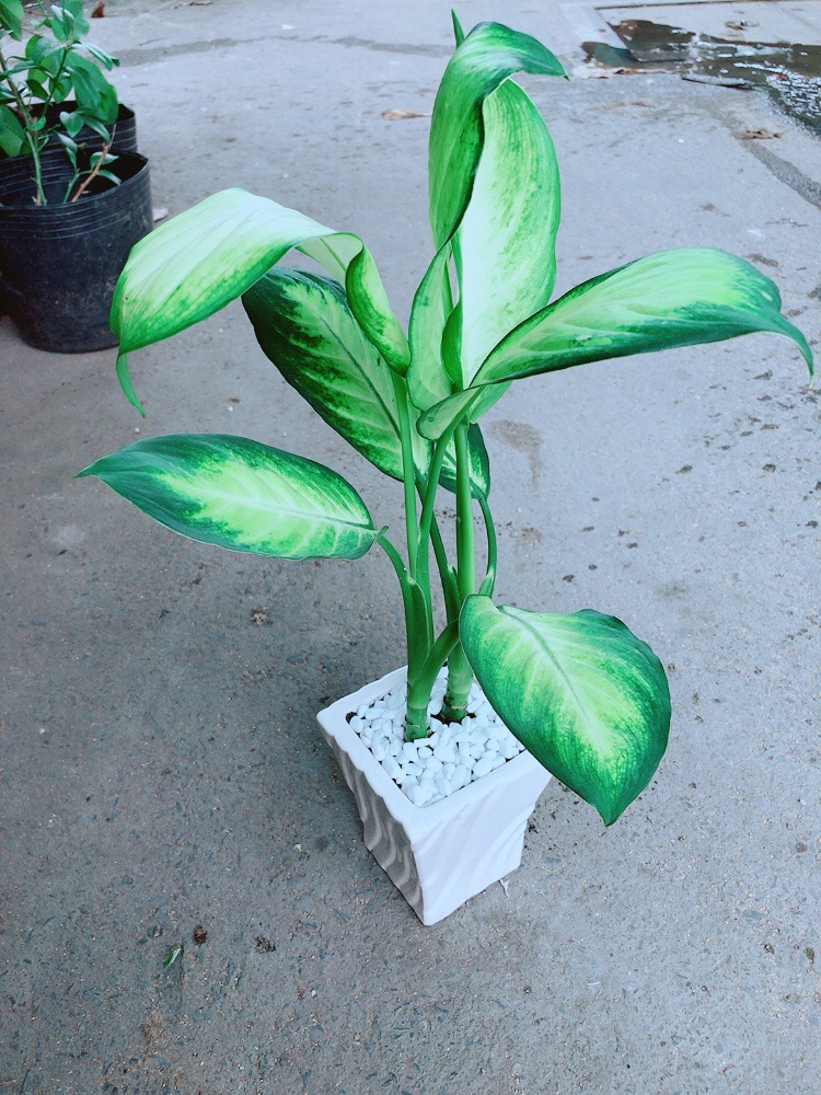Chậu Vạn Niên Thanh