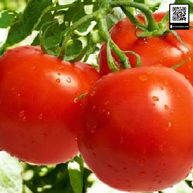 Hạt giống cà chua ta (cà chua quả to)