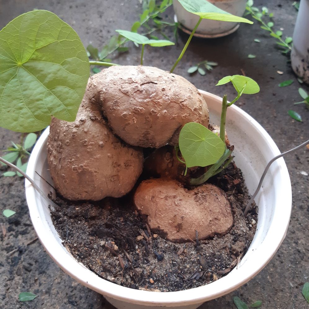 củ bình vôi