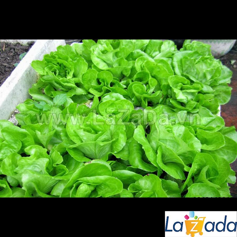 5Gr Hạt Giống Xà Lách Đăm (B1.202| B49*V54*M154)