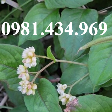 Cây Thồm Lồm Ăn Tai -lz