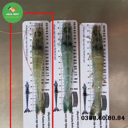 [Chính Hãng] Combo 3 cây thước đo chiều dài của tôm,Thước đo tôm,Thước đo size tôm