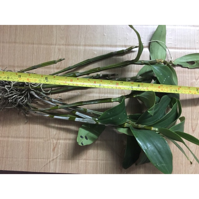 Combo 5 loại lan rừng