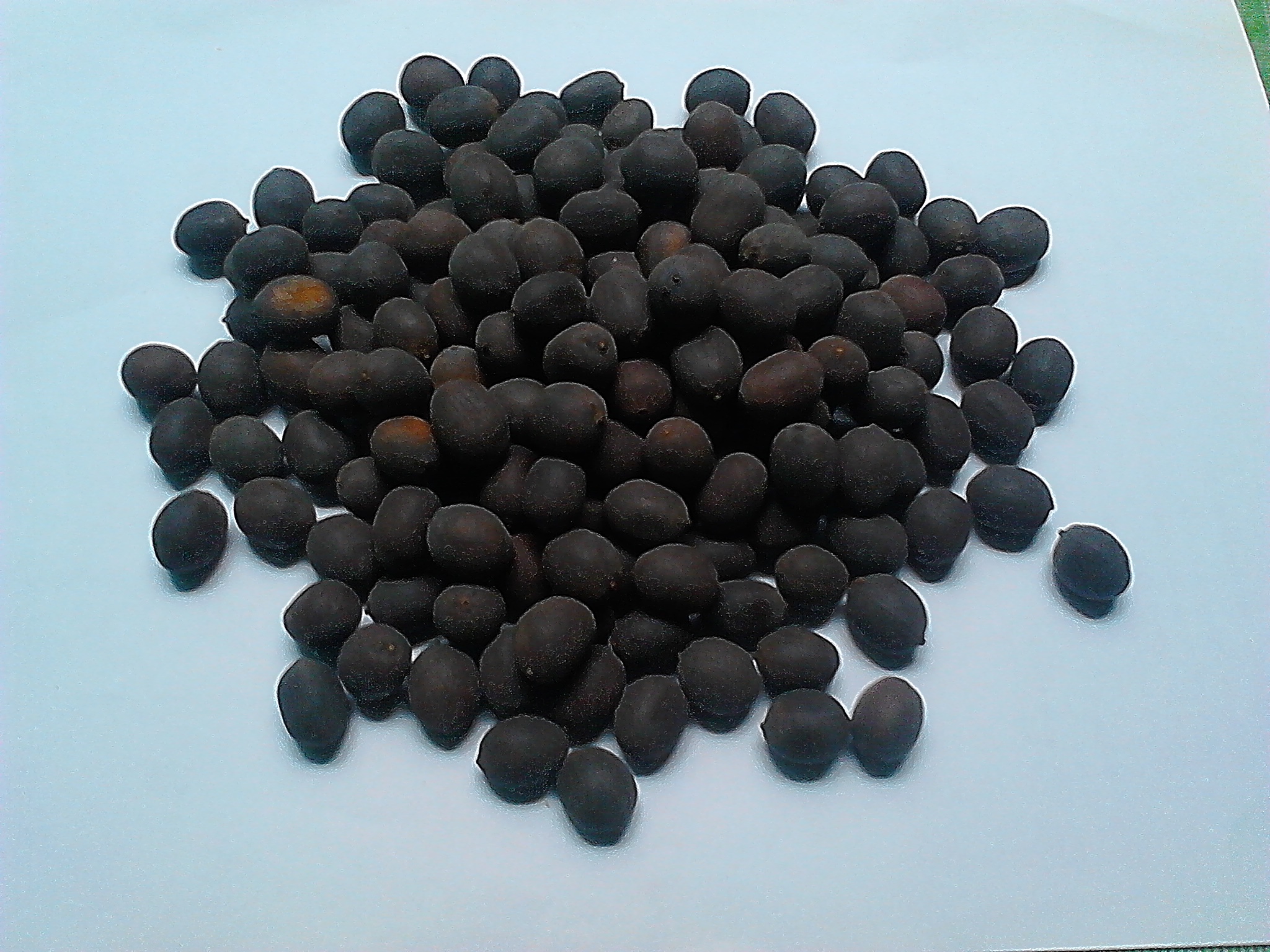 Hạt sen khô đen Đồng Tháp 500g