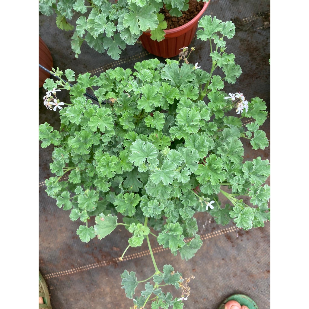 Cây Phong Lữ Táo JUN GARDEN Apple Geranium, Rất Thơm Và Dễ Chăm Sóc