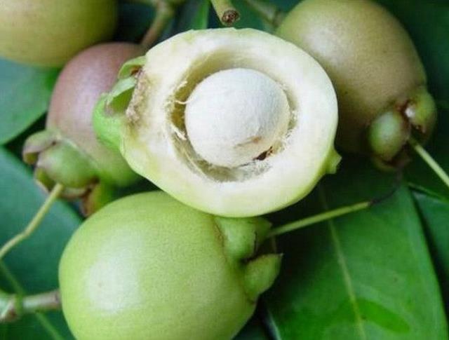 Cây lê/ mận lý/ mận hoa hồng- Đặc sản miền tây- Trái cây tuổi thơ- Hoa kiểng Nguyễn Lộc