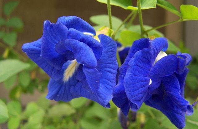 Gói 10 Hạt giống hoa đậu biếc kép- NanuSeeds