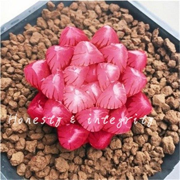 [Mới] - Hạt giống sen đá kim cương mix  giá rẻ