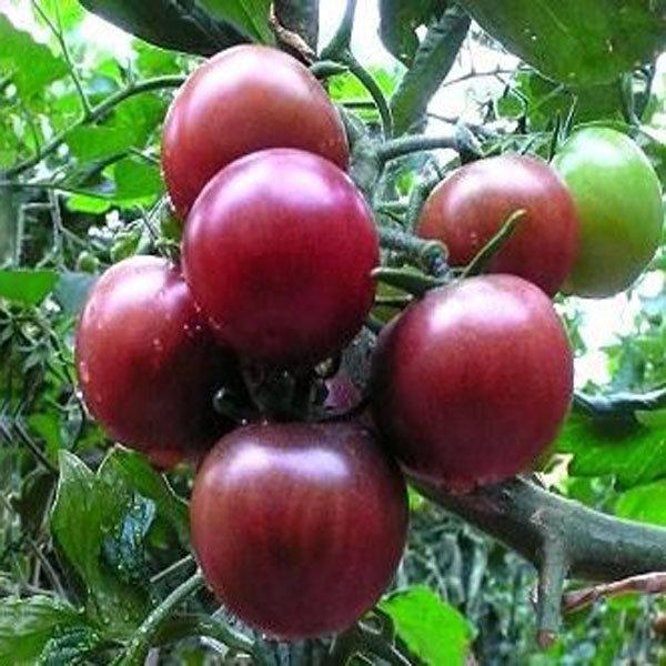 Sale Hạt giống cà chua thân gỗ  giá rẻ