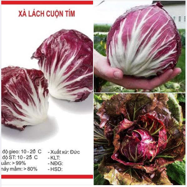 Purple Lettuce Seeds (0.2 Grams/Package)